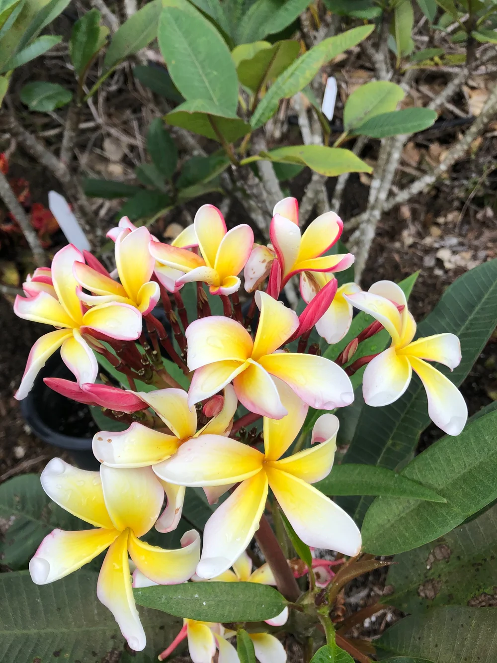 Plumeria rubra (small pinwheel) — Vintage Green Farms with Tom
